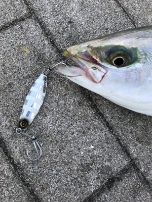 ☆3日で4回釣行