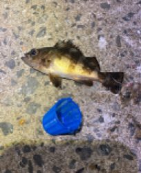 ジグサビキ、サビキでアジとメバル！