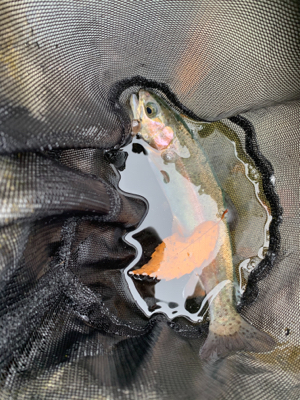 久しぶりのエリア