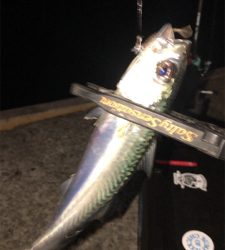 アジングナイト(本当に渋い)