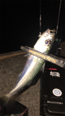 アジングナイト(本当に渋い)