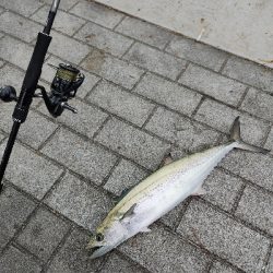 サゴシ回遊かな?