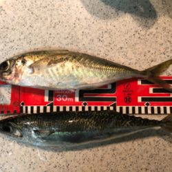 三桁の尺アジ釣り
