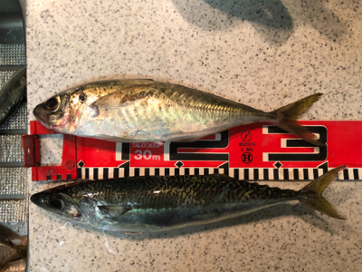 三桁の尺アジ釣り