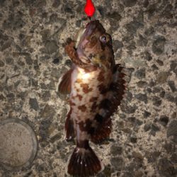 まさかの魚種が