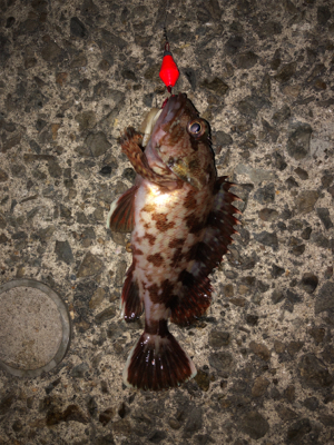 まさかの魚種が