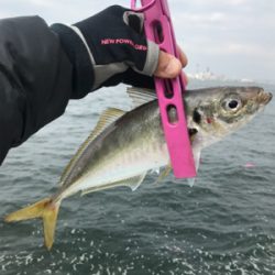 コスモスクエア釣果