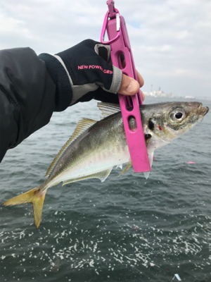 コスモスクエア釣果