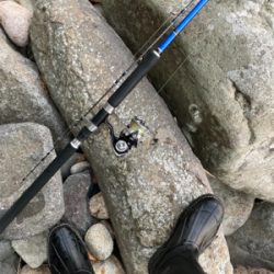 朝マズメにヒラスズキ釣果！！