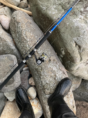 朝マズメにヒラスズキ釣果！！