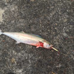 早朝はサゴシ祭り!!