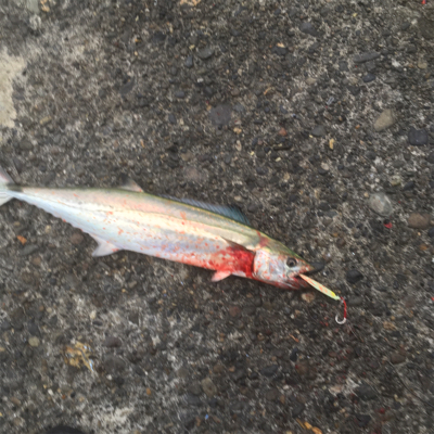 早朝はサゴシ祭り!!