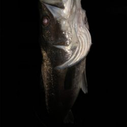 やっちまったぜ