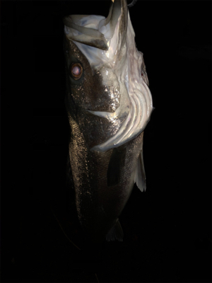 やっちまったぜ