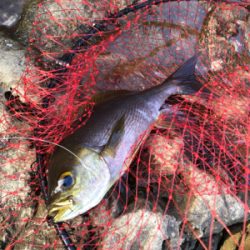 磯フカセ釣りでイサギ