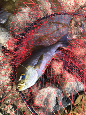 磯フカセ釣りでイサギ