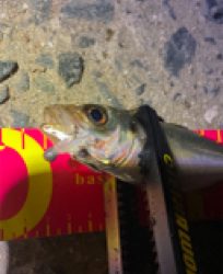 アジなんとか釣れた！