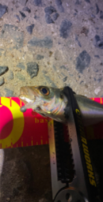 アジなんとか釣れた！