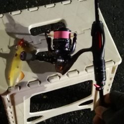 アジング練習 237