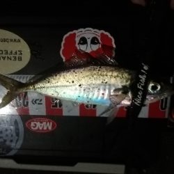 久しぶりのアジ