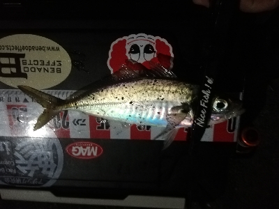 久しぶりのアジ