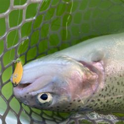 エリアトラウト