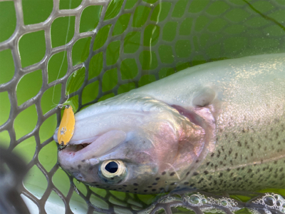 エリアトラウト