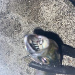 淡路島アジング