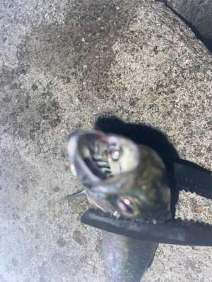 淡路島アジング