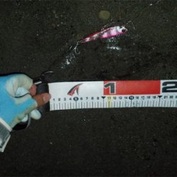 ヒラメです。見えますか?