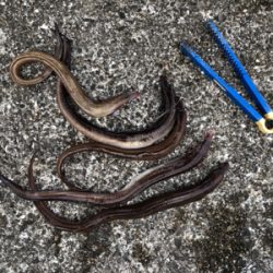 サゴシも釣りたかった