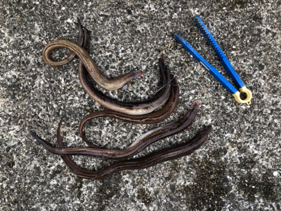 サゴシも釣りたかった