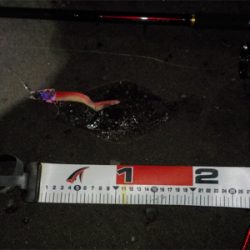 ヒラメくん元気