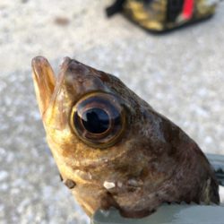 どうにかならんかな〜