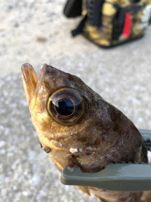 どうにかならんかな〜