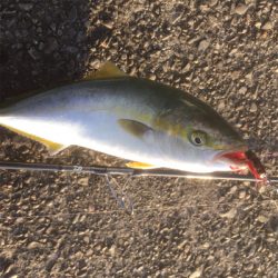 西風が強いです！