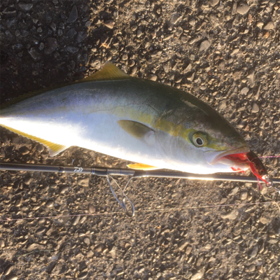 西風が強いです！