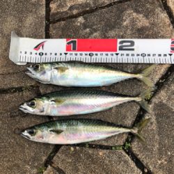 そろそろ青物も…