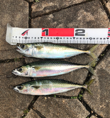 そろそろ青物も…