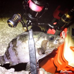 ワームで釣れない時はプラグで！