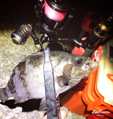 ワームで釣れない時はプラグで！