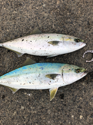 阪神間湾奥でハマチ