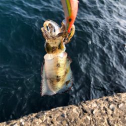 エギング釣行のはずがアジングしてる