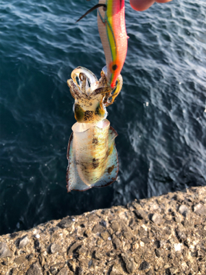 エギング釣行のはずがアジングしてる