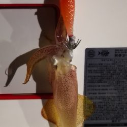 アジング練習 238