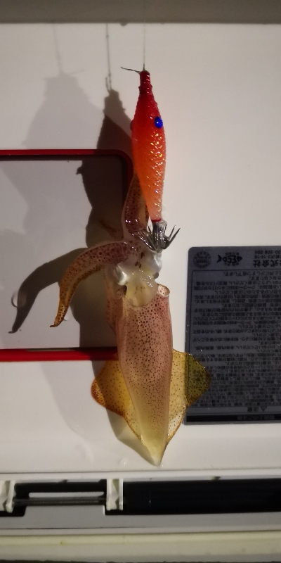 アジング練習 238