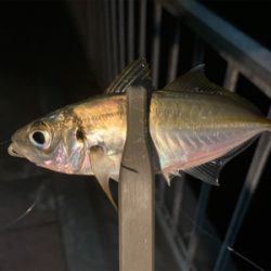 本格的な冬到来、今夜は寒い!