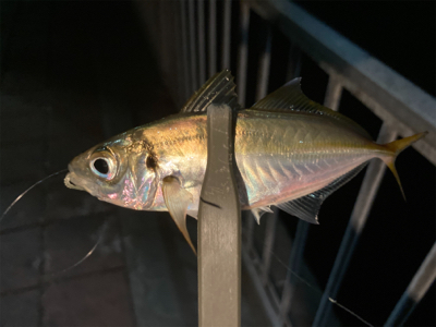 本格的な冬到来、今夜は寒い!