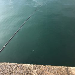 アジはいないが、イワシが乱舞！しかし、イワシとの知恵比べ。