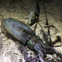 やっぱり楽しい